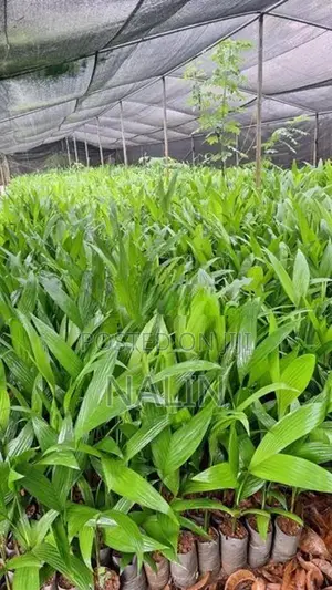 පුවක් පැල