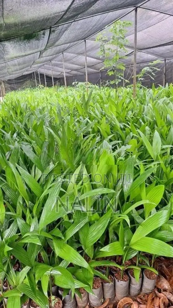 පුවක් පැල