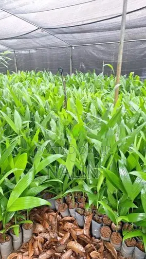පුවක් පැල