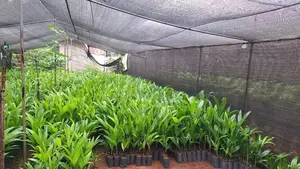 පුවක් පැල