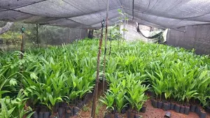 පුවක් පැල