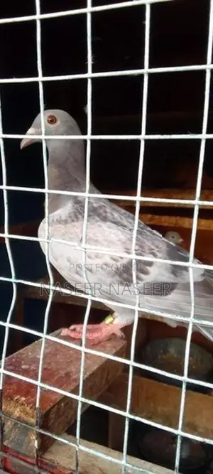 Pigeons