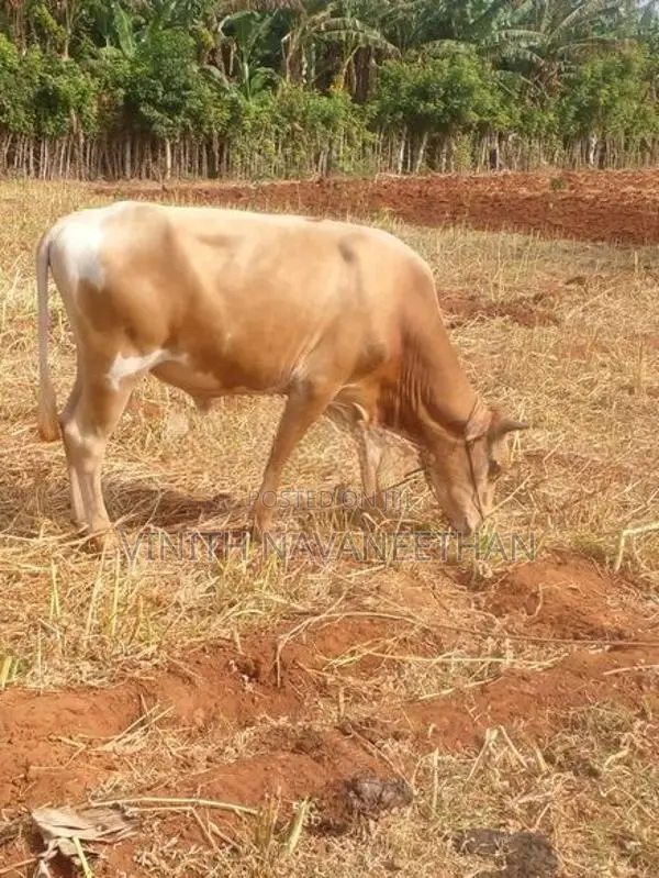 நாம்பன் மாடு