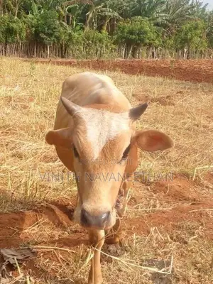 நாம்பன் மாடு