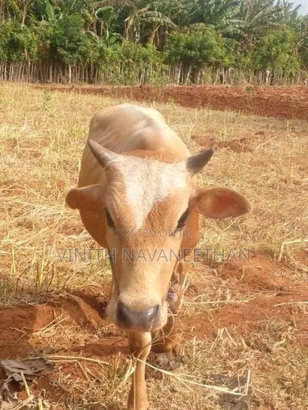 நாம்பன் மாடு