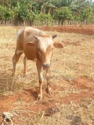 நாம்பன் மாடு