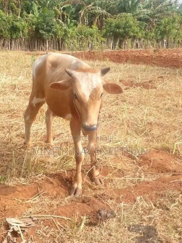 நாம்பன் மாடு
