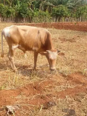 நாம்பன் மாடு