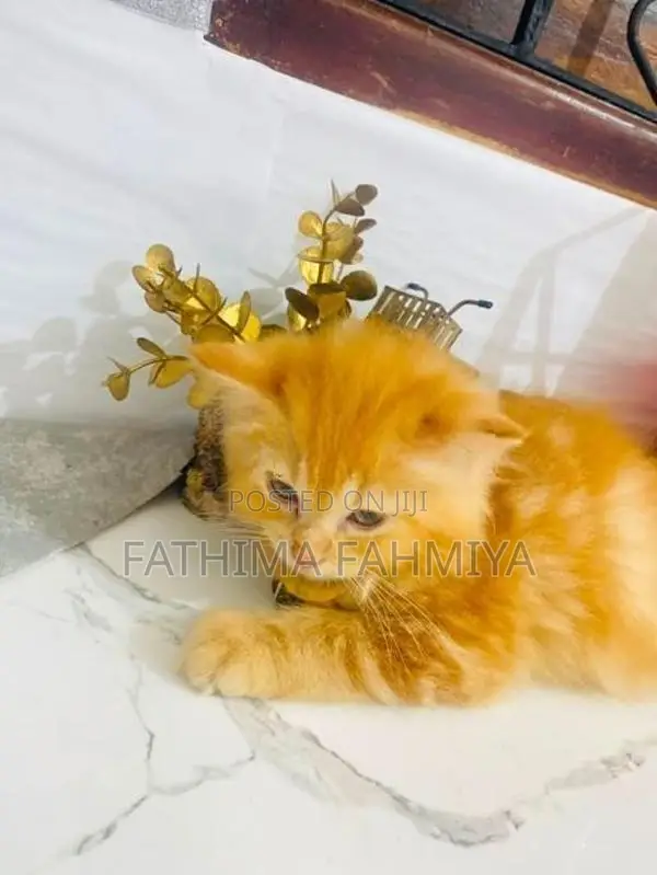 Persian Cat