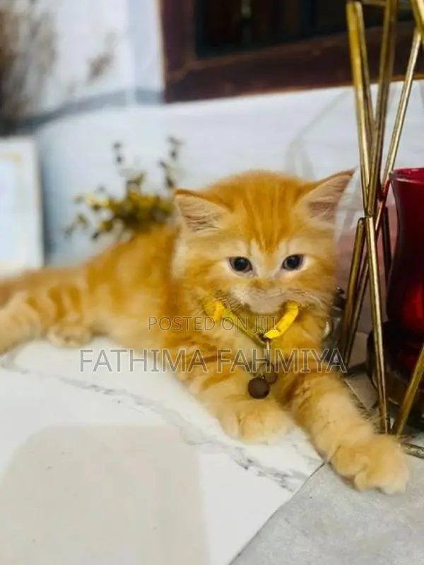 Persian Cat