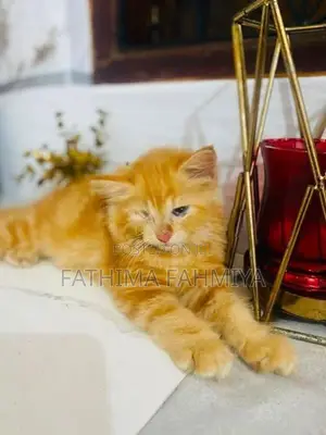 Persian Cat