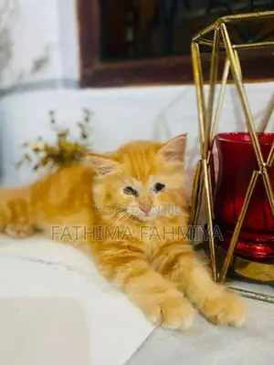 Persian Cat