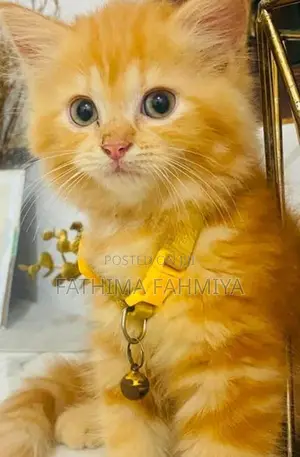 Persian Cat