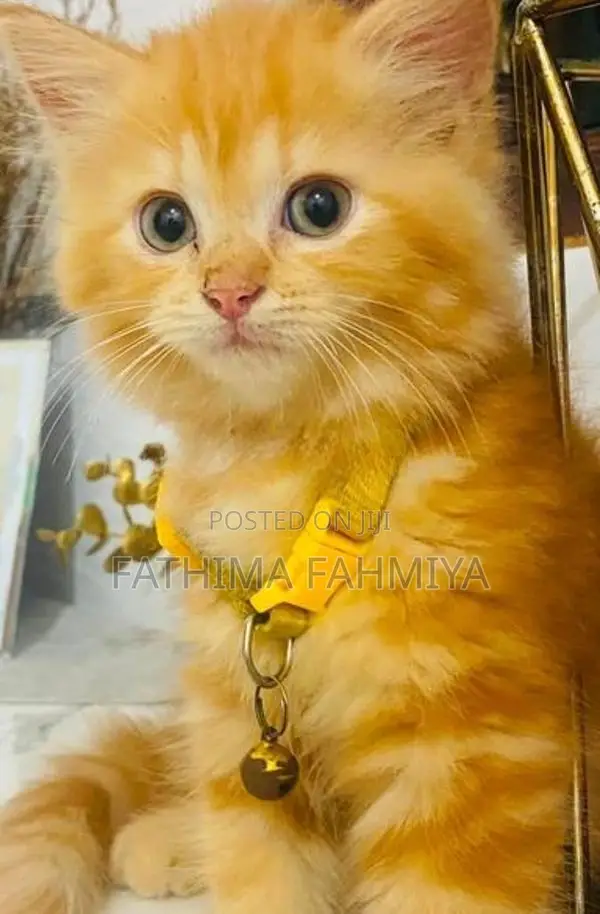 Persian Cat