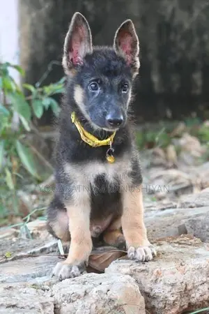 German Shepherd Puppies