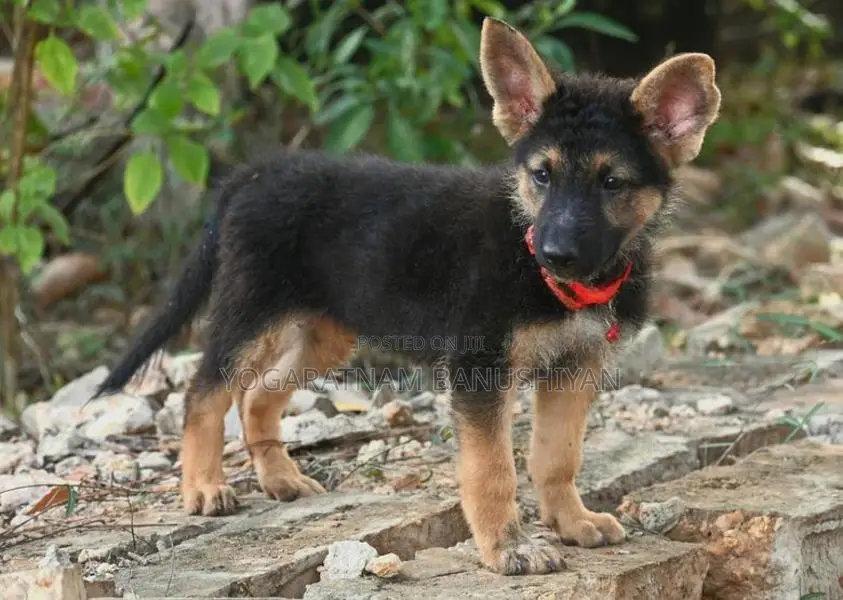 German Shepherd Puppies