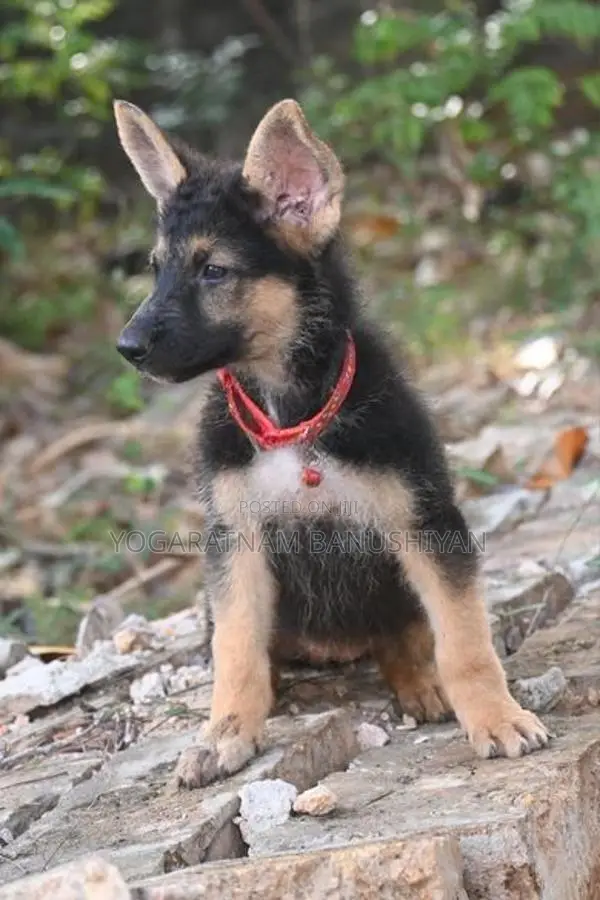 German Shepherd Puppies