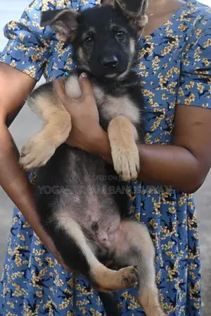 German Shepherd Puppies