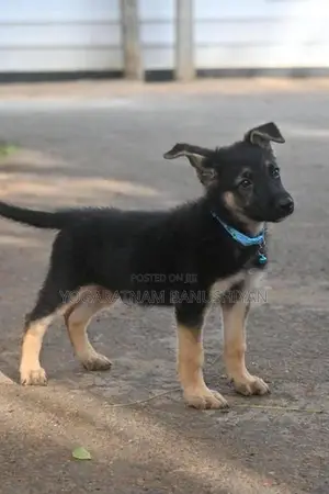 German Shepherd Puppies