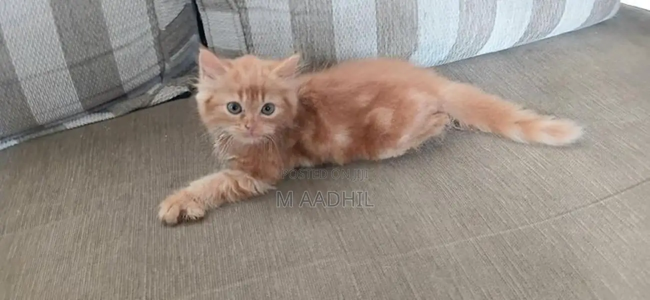 Persian Kittens