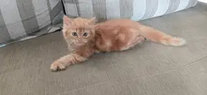 Persian Kittens