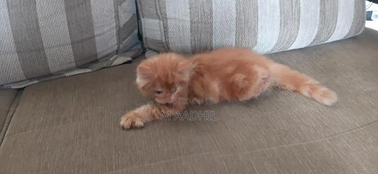 Persian Kittens