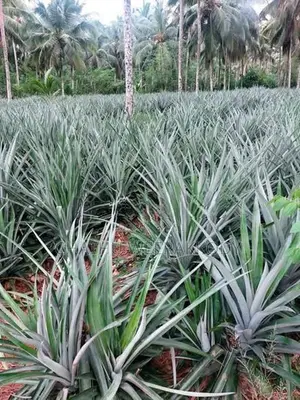 අන්නාසි පැල