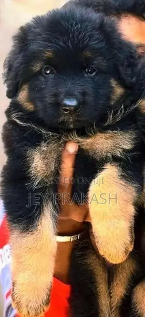 German Shepherd Puppy