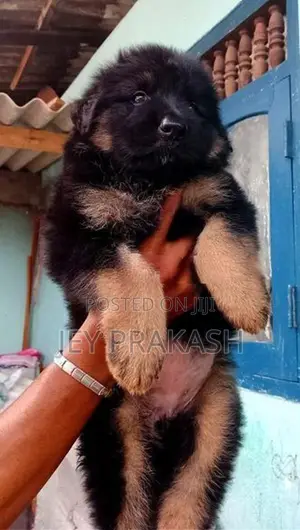 German Shepherd Puppy