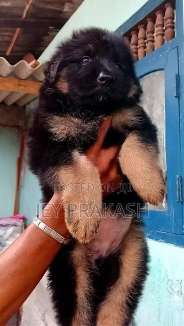 German Shepherd Puppy