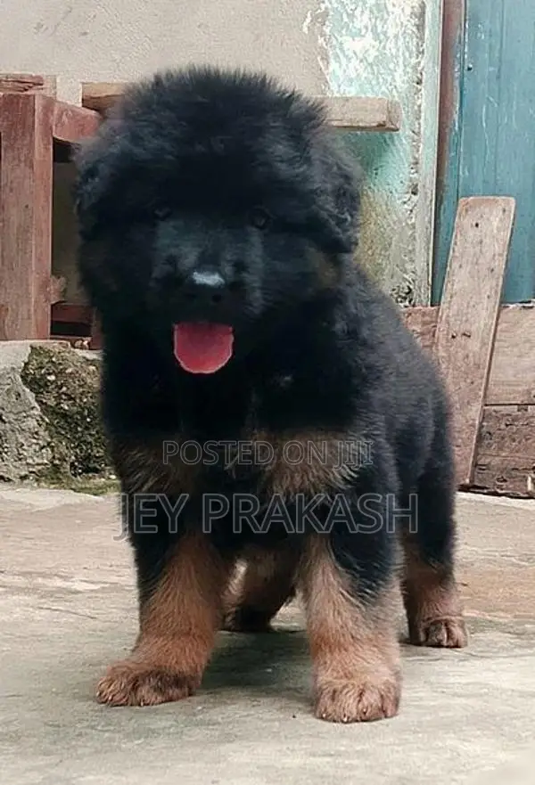 German Shepherd Puppy