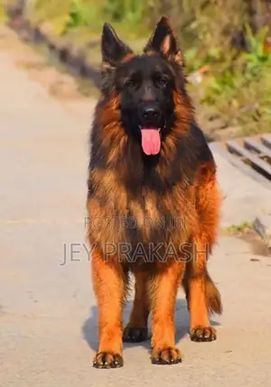 German Shepherd Puppy
