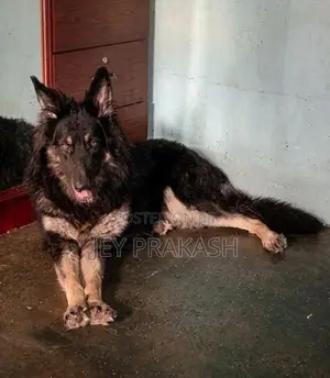 German Shepherd Puppy
