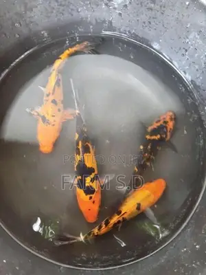 Koi Carp Fish