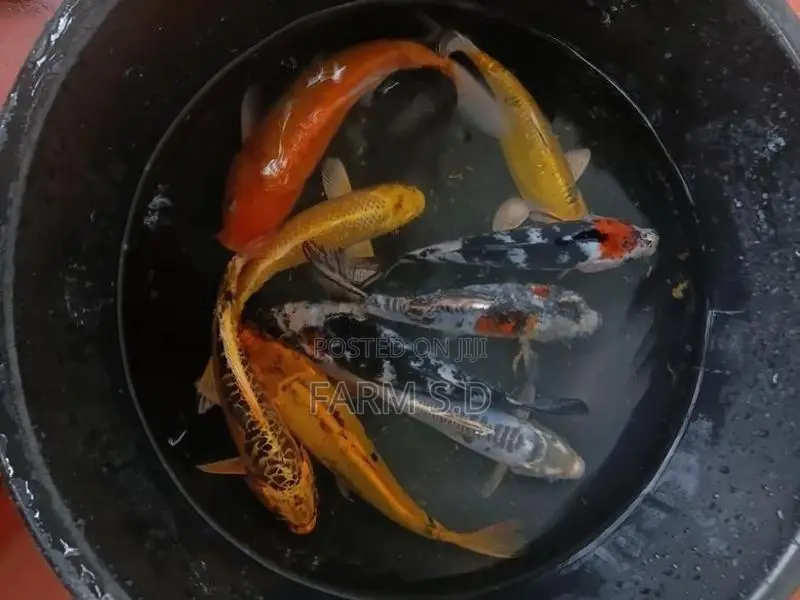 Koi Carp Fish