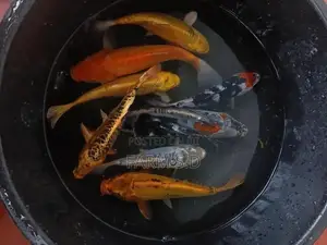 Koi Carp Fish