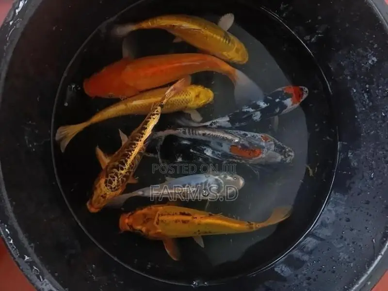 Koi Carp Fish