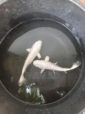Koi Carp Fish