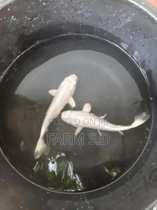Koi Carp Fish