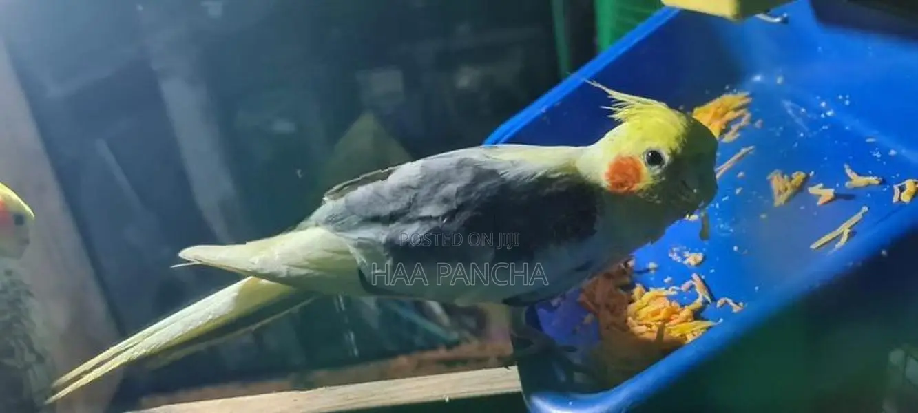 Cockatiel Birds