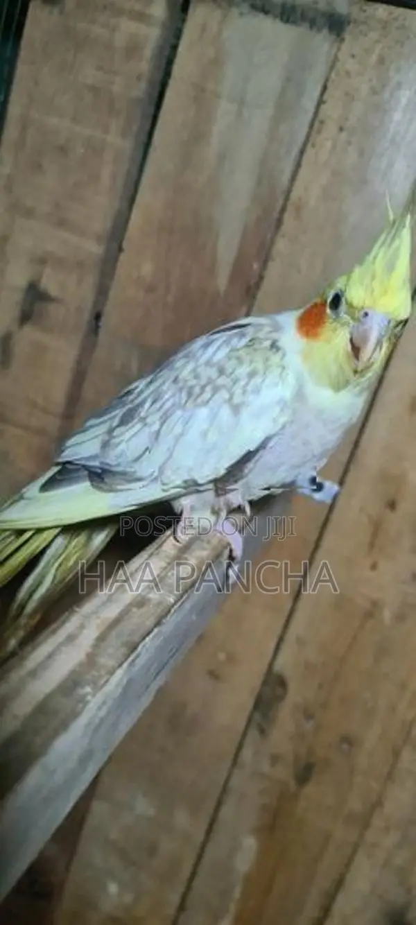 Cockatiel Birds