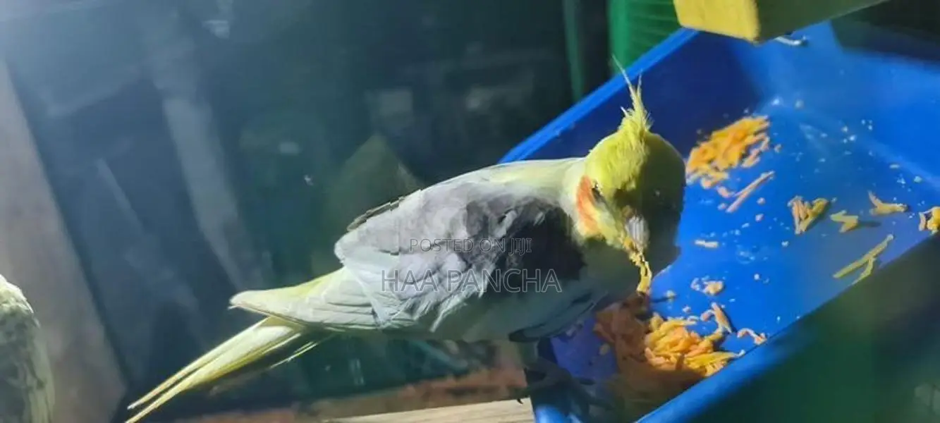 Cockatiel Birds