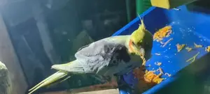Cockatiel Birds