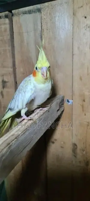 Cockatiel Birds