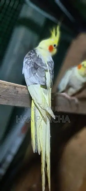 Cockatiel Birds