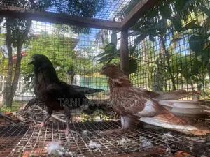 Pigeons