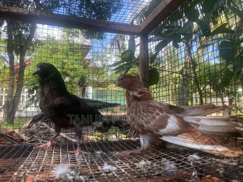 Pigeons