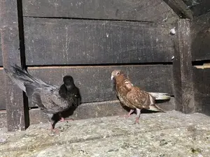 Pigeons