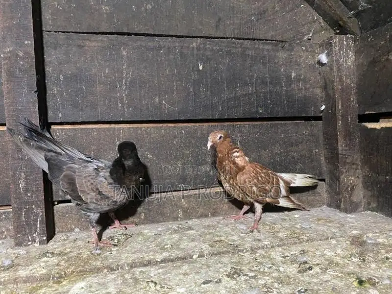 Pigeons