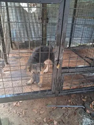German Sherperd Dog